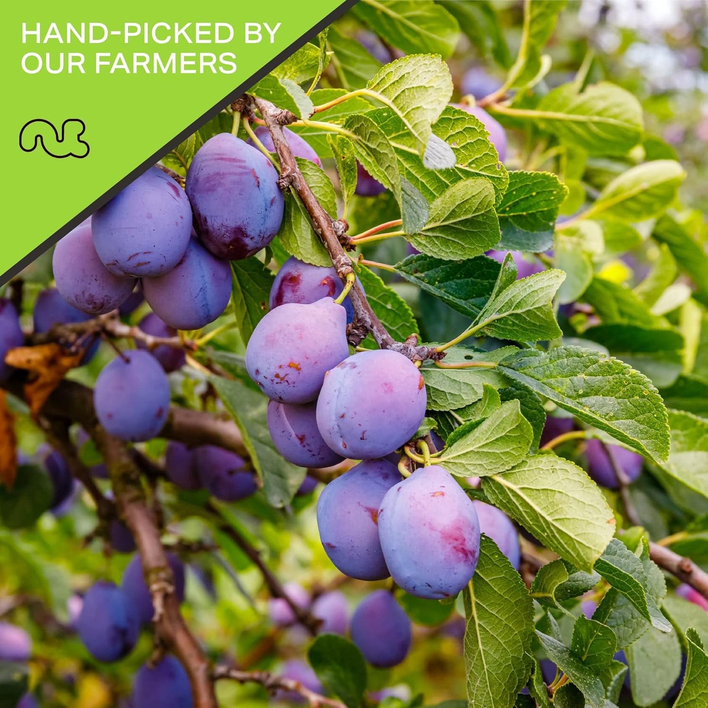 NUT CRAVINGS - Dried Prunes Pitted Unsweetened, Dry Plums No Sugar Added (16oz, 1 LB) Bulk Dry Fruits Packed Fresh in Resealable Bag - Sweet Healthy Snack, Naturally Grown, Vegan, Kosher